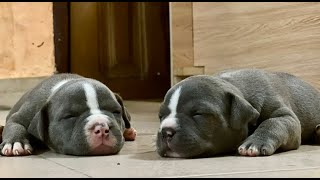 Raising a Puppy: What You Need to Know