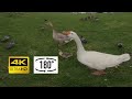 180VR 3D experience: Geese in Hoograven - Ganzen in Hoograven