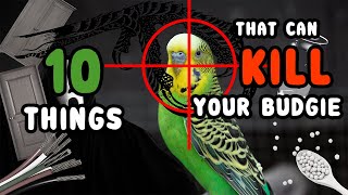 10 things you didn't know that can KILL your bird | 4k