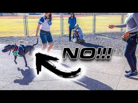 Video: My Dog Just Bit Me - Sekarang Apa yang Harus Saya Lakukan?