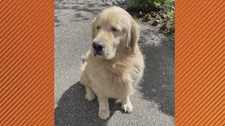 Doggone Weather: Meet Duke!