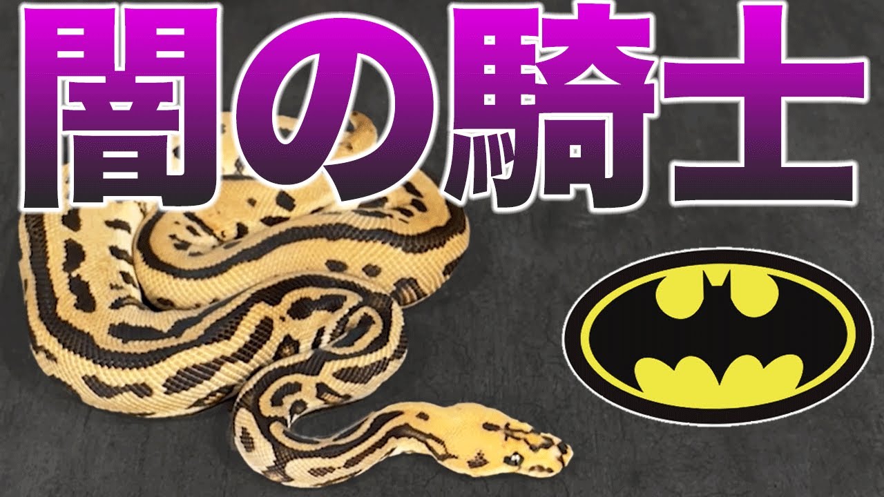 ぱうだぁベビ The Dark Hero of the Snake World - Yellow Belly Batman｜Ball