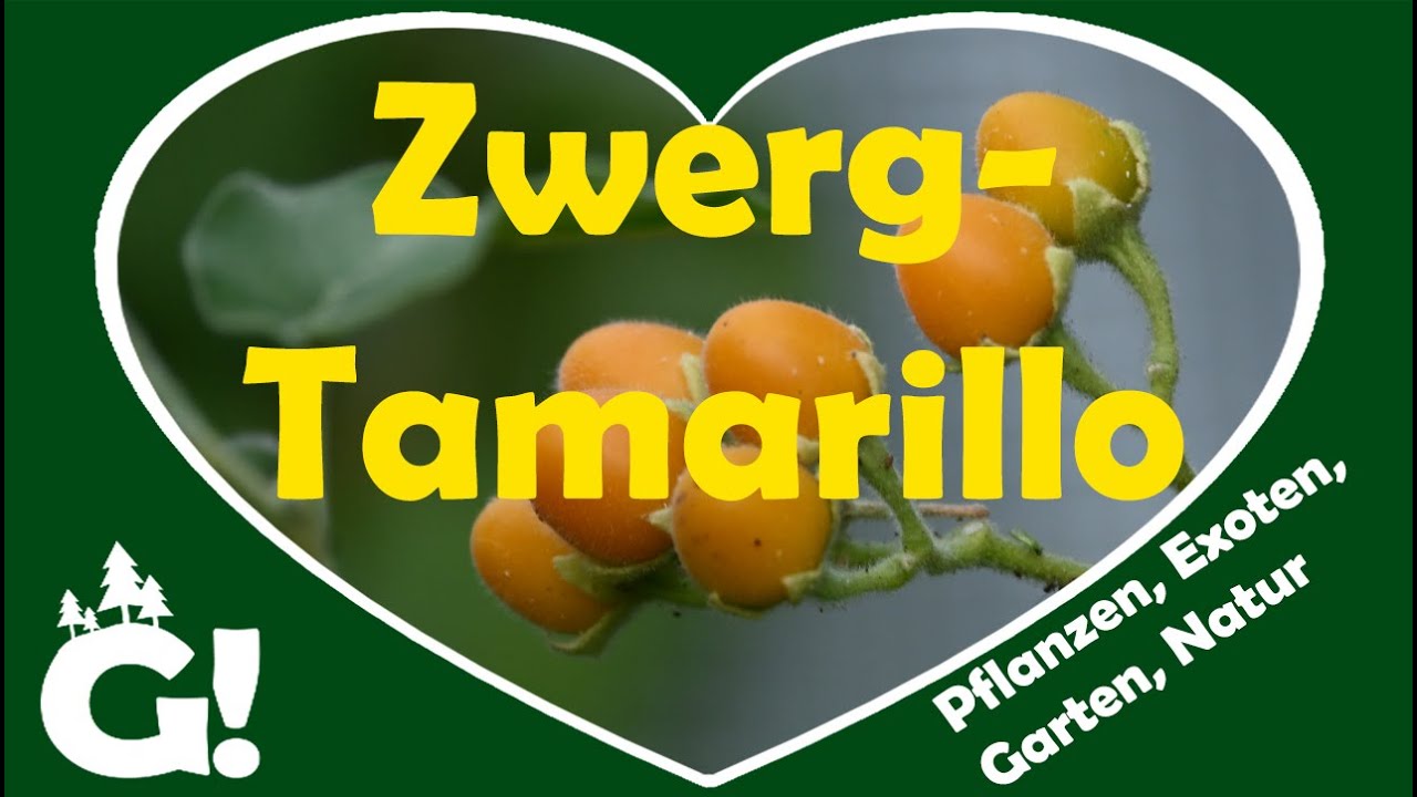 Zwergtamarillo im Geschmackstest: Süß, bitter oder wirklich lecker?