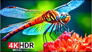 Amazing Visual Perfection in 4K HDR™ 120fps Dolby Vision (8K/4K TV)