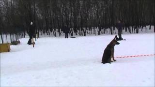 Москва.Южное Бутово площадка для дрессировки собак&quot;Вега&quot; 05.03.2016