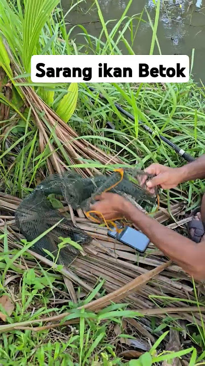 sarang ikan betok #mancing #mancingmania #video