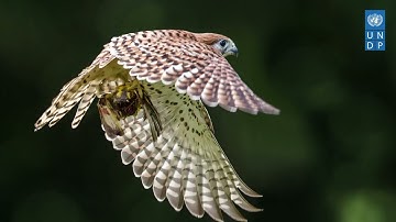 Climate Action: A New Relationship with Nature (Mauritian Creole)