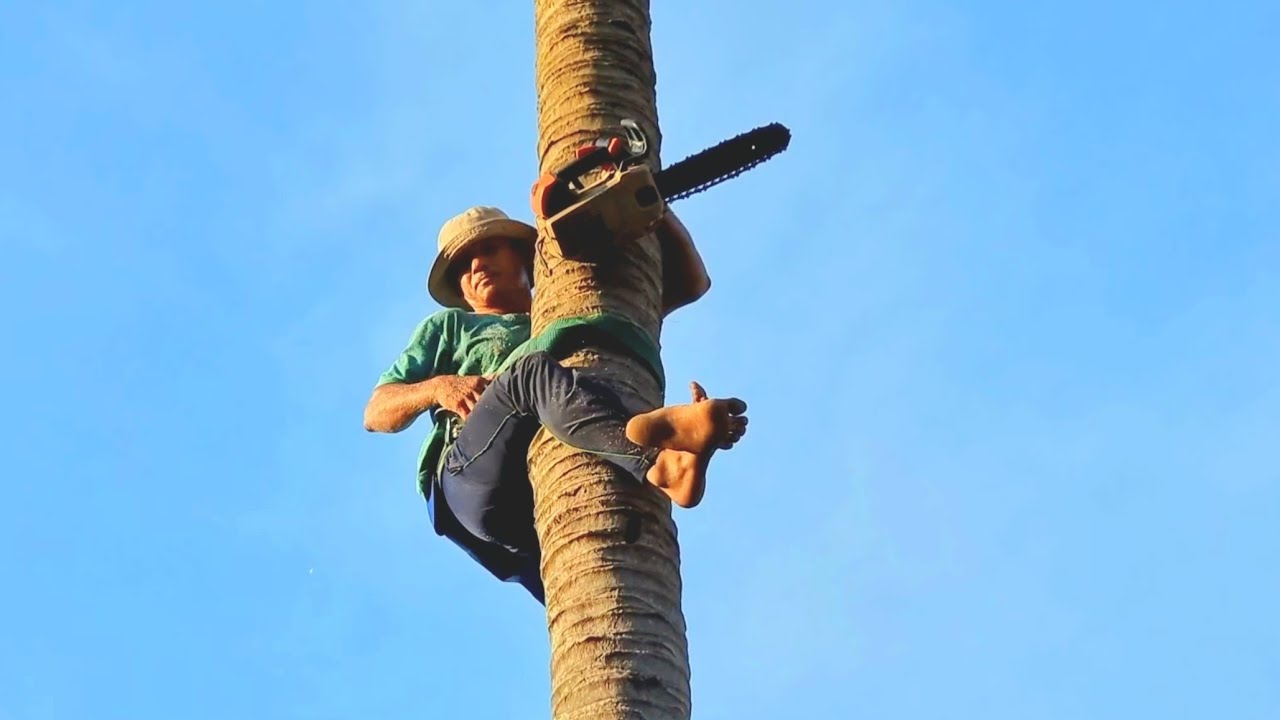 How to cut down a tall coconut tree - YouTube