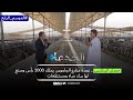 حمدى البرانسى عمدة مزارع الجاموس يملك 1000 رأس وصنع لها برك مياه ومستنقعات