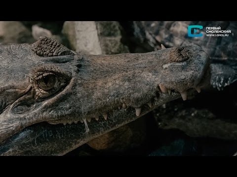ZooPark. Крокодил