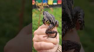 Odwiedziny żaby trawnej u pszczół 🐸 #frog  #shorts #nature #bees