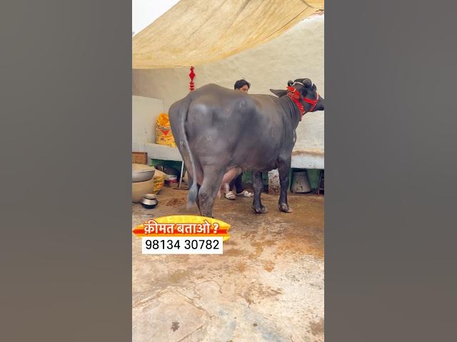 🍑KALI ACTIVA : PIND DE GERHE (Full Video) | Rupinder Hande | Latest Punjabi Songs