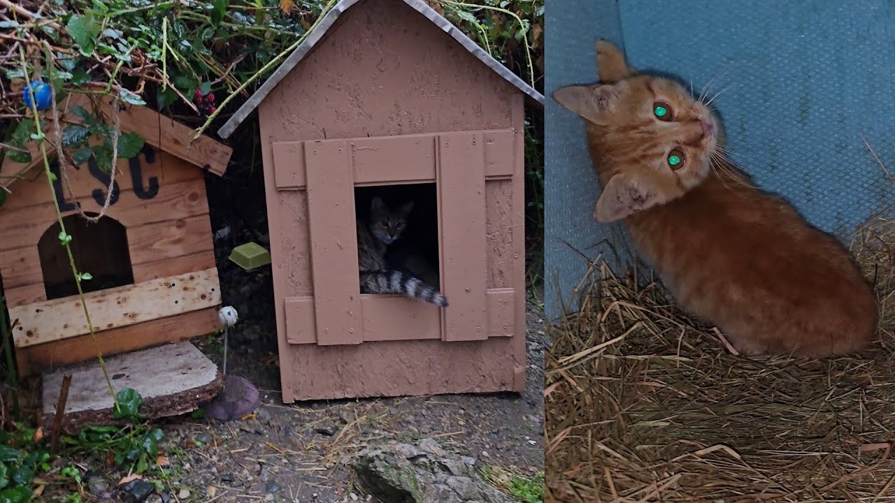 Two Days of Heavy Rain – Colony of Street Cats Takes Shelter in Cat Houses