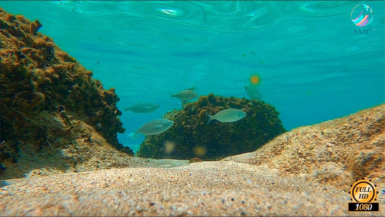 Enjoy 11 hours of fantastic views of the shallow, sandy Mediterranean seabed with relaxing music.