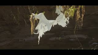 Canon EOS M Magic Lantern - Nature blooms