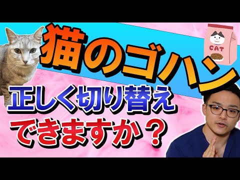 【猫のフード切り替え】ご飯を食べやすくなるコツを獣医さんが解説！