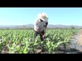Agricultura, Contrastes y Pujanzas. Ixtlilco el Grande, Morelos