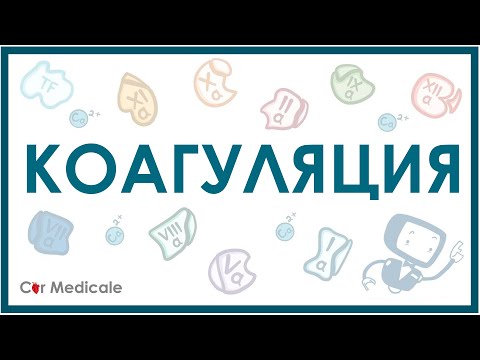 Коагуляция или вторичный гемостаз: механизм, факторы свертывания, пути и этапы