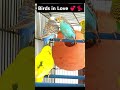 Full video Link in Bio #shorts #australianbirds #birdlovers #birdschirping #birdslovestory #budgies