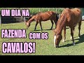 Um dia na fazenda cuidando dos cavalos daily vlog