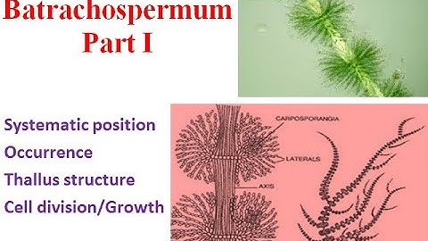 Batrachospermum Part I Thallus structure,#algae  Cell division/ Growth