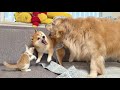 子猫のピンチを察知するとすぐに助けに向かうゴールデンレトリバー