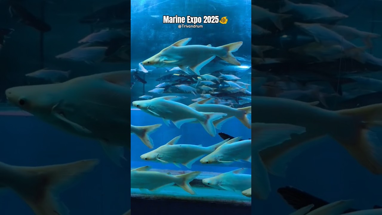 Marine Expo 2025 🐠 Aquarium 🐟 Mermaid Show🧜‍♀️Trivandrum 