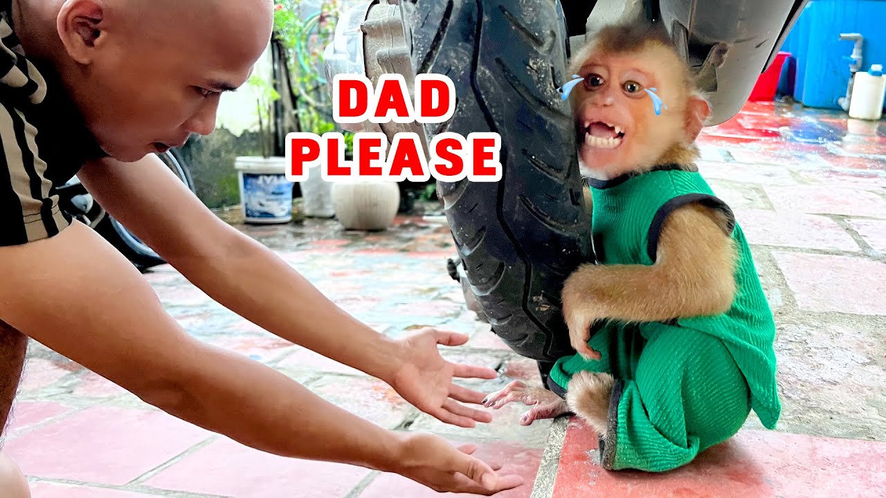 Папа, пожалуйста, спаси Киви.