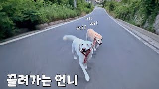 산책 그만하자니까 언니 끌고 도망가는 리트리버ㅋㅋ