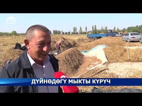 Video: Индияда күрүч өстүрүү кантип талкууланат?