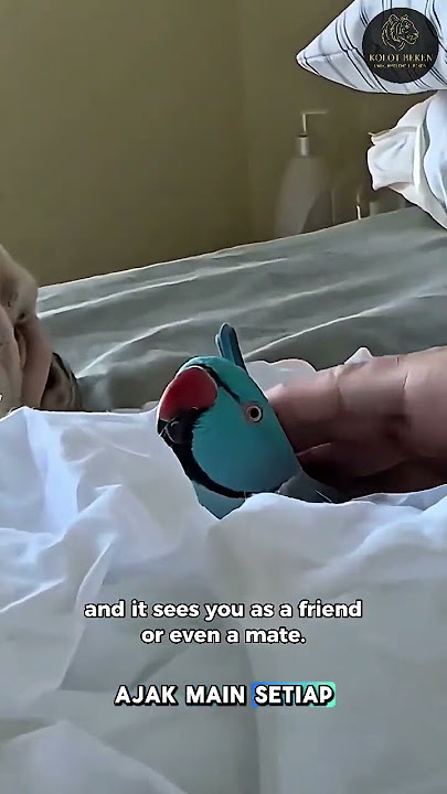 Lovebird Ini Bisa Niru Gaya Bercanda Manusia! 😆 | Smartest Pet Bird Ever?!