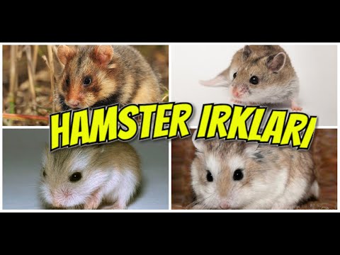 Video: Gri hamster: türlerin tanımı ve özellikleri