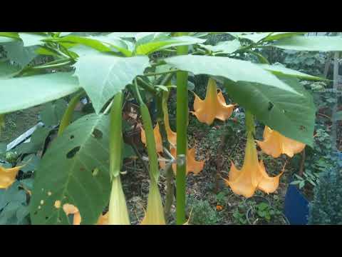 Video: Brugmansia Bakımı - Brugmansia Bitkileri Saksıda Nasıl Yetiştirilir