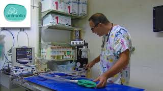 Anestesia y monitorización en quirófano - Animalia Barcelona