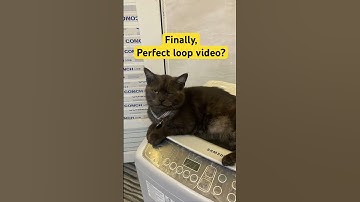 The Perfect Loop and endless cuteness🥺♥️🐾✨ #PerfectLoop #CatLovers #Cute #loopchallenge