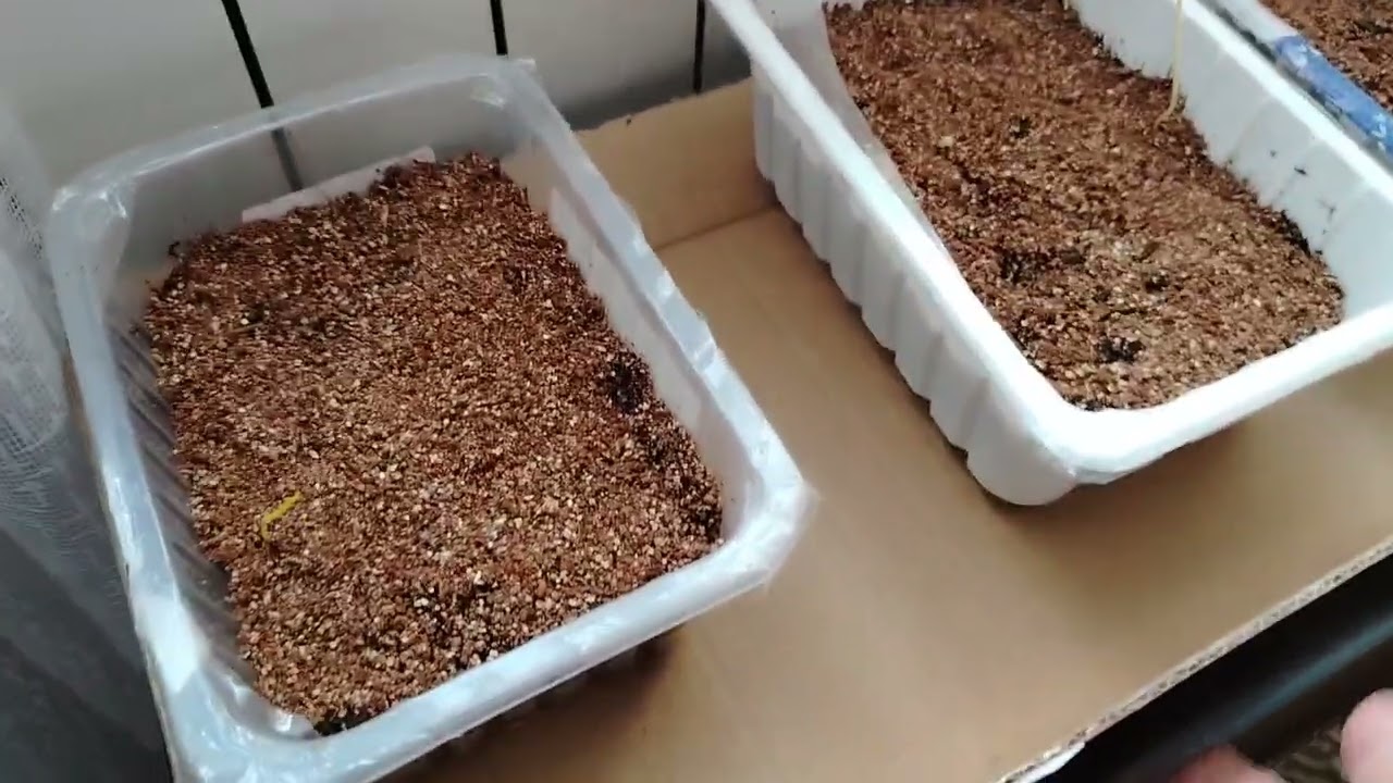 14 января Классный стеллаж для рассады