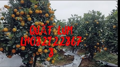 quất lùm tết 2023 giá tại vườn0829228678