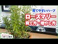 ローズマリーの育て方・増やし方【くまパン園芸】