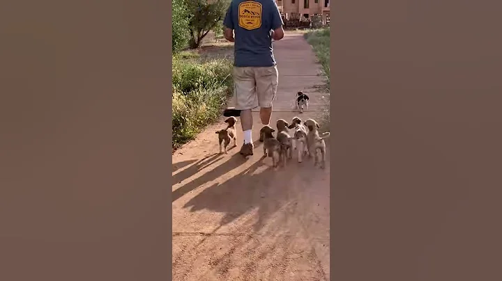 Puppies