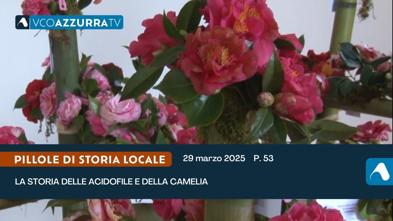 La storia della camelia - Pillole di storia locale, p.53