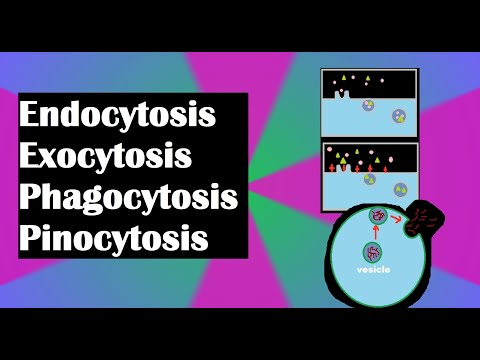 Endocytosis, exocytosis, phagocytosis, and pinocytosis explained!