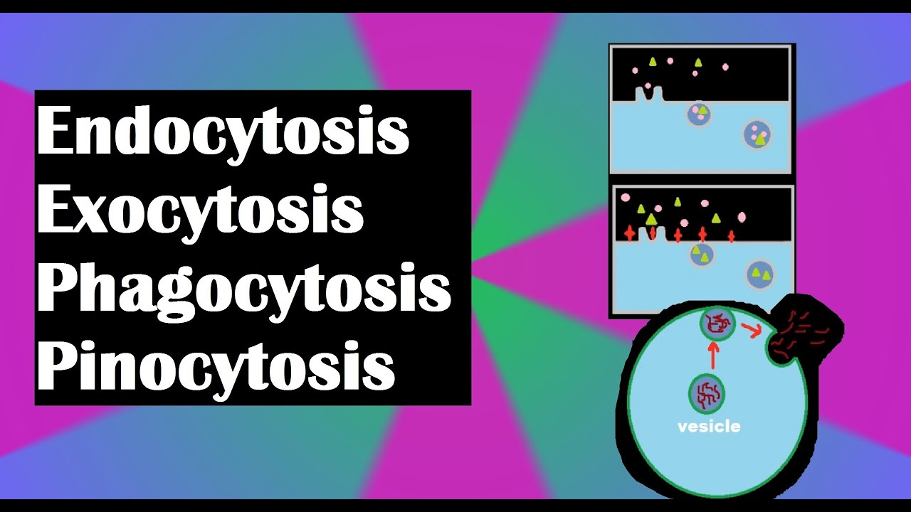 Endocytosis, exocytosis, phagocytosis, and pinocytosis explained! | เนื้อหาendocytosis คือล่าสุด