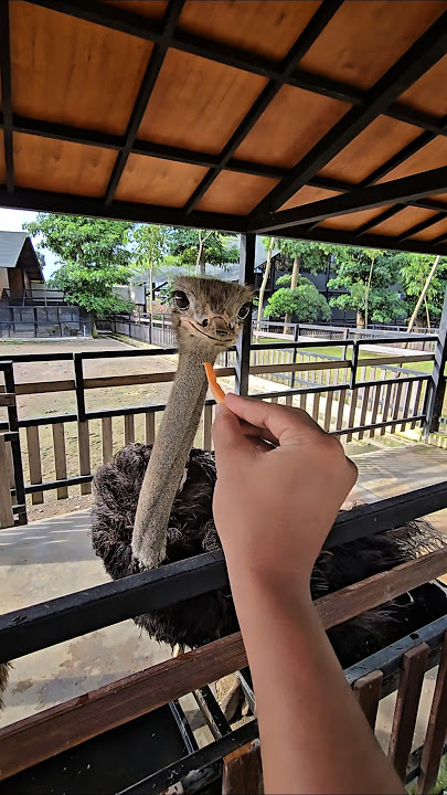 Only Uncle Sem is brave 😂😂😂 #trandingshorts