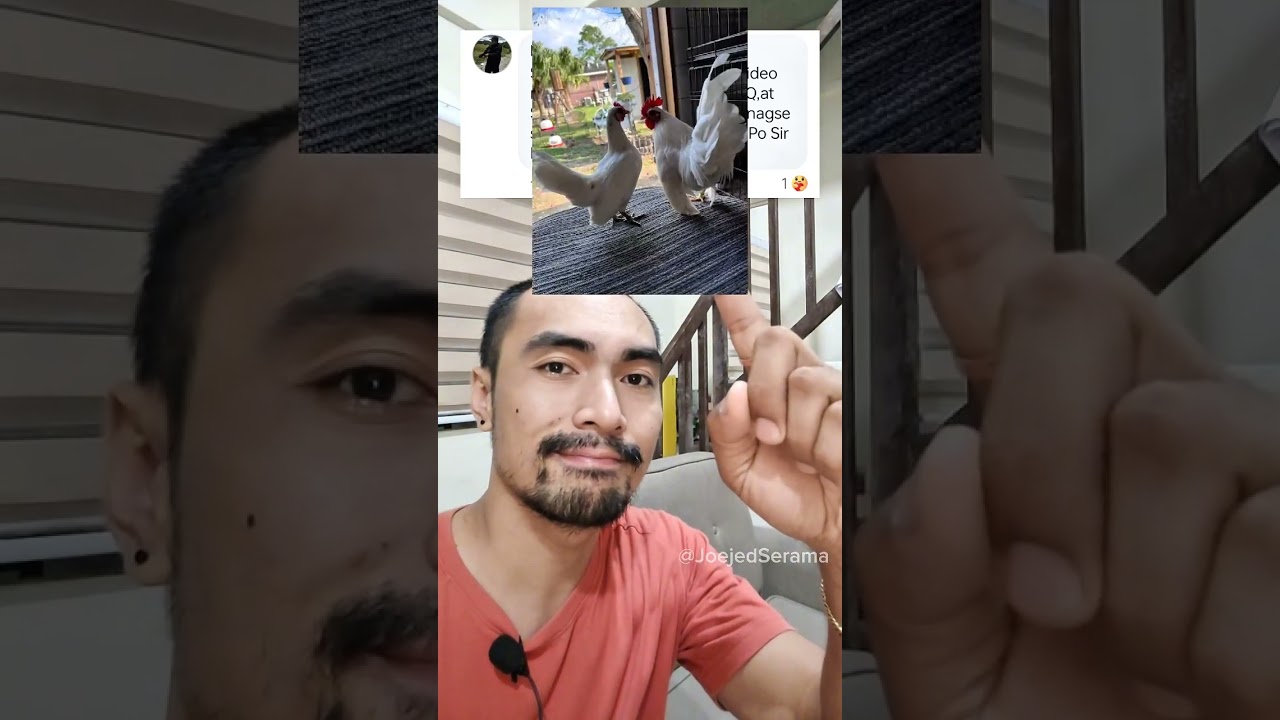 Pet quality,Breeder quality at Show Quality na Serama 