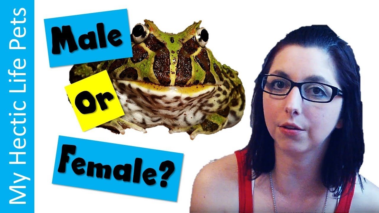 Your Pacman Frog Is Male Or Female 