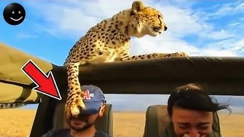 Khoảnh Khắc Hài Hước Và Đáng Sợ Của Thế Giới Động Vật Hoang Dã Vô Tình Được Camera Quay Lại! #09