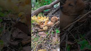 A puppy and some ducklings