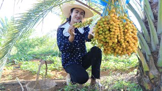 Date fruit transform to sweet recipe / Harvest date fruit for my recipe / Cooking with Sreypov