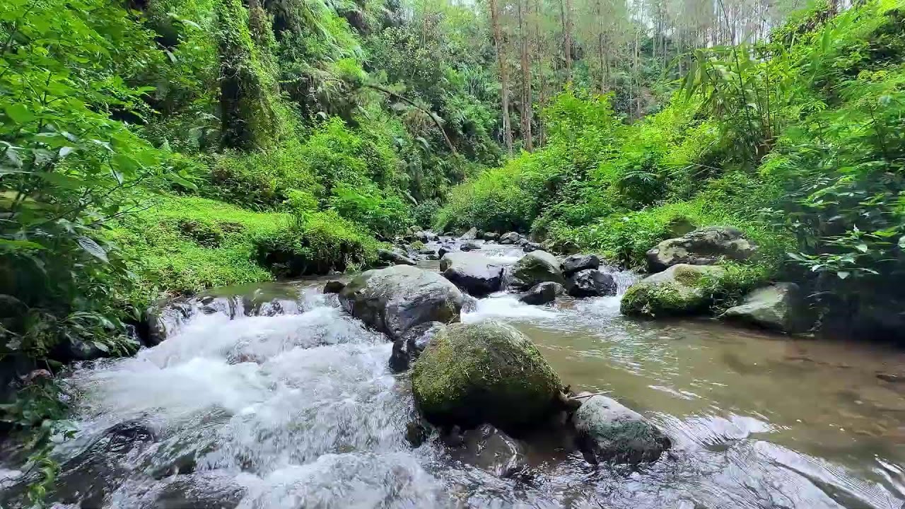 Relax your spirit with natural river flow in a shaded forest creek to help your body unwind fully