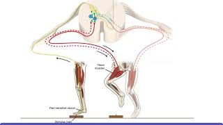 Detailed Animation on Extensor Reflex